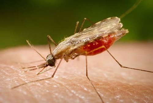 Dia Mundial da Malária: OMS alerta que progresso contra a doença parou
