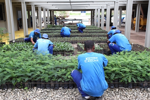 Cedae realiza nova  edição do curso de  restauração florestal