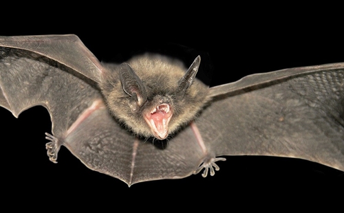 Criança morre com suspeita de raiva humana transmitida por mordida de morcegos
