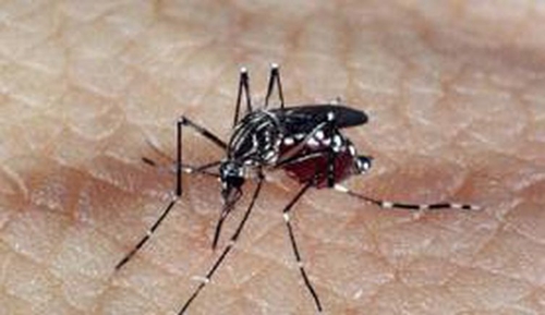 Mais de 20% dos municípios brasileiros têm risco de surto para dengue