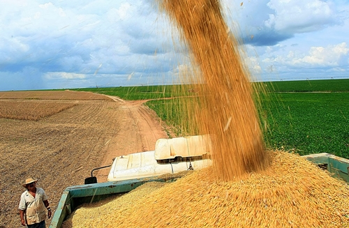 IBGE estima redução de 5,3% na safra de grãos deste ano