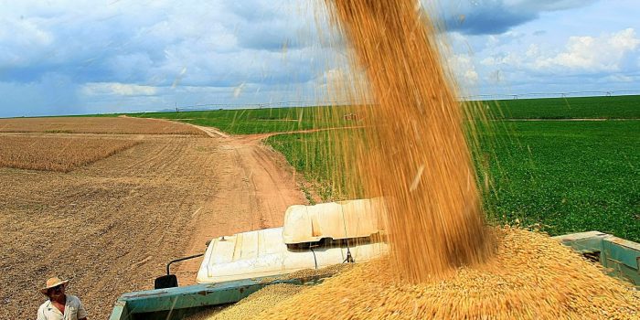 IBGE estima redução de 5,3%  na safra de grãos deste ano