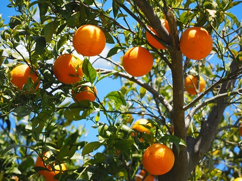 Prefeitura de Magé amplia  acesso a árvores frutíferas