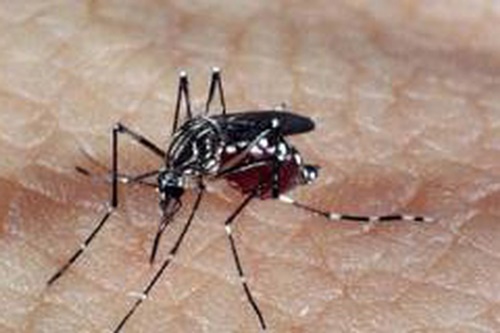 Marcador biológico facilita  detectar a dengue hemorrágica