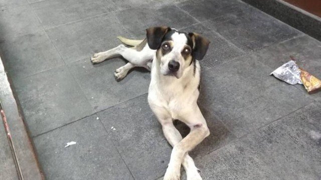 Petição que cobra punição a segurança de supermercado por morte de cachorro reúne 1,3 milhão de assinaturas