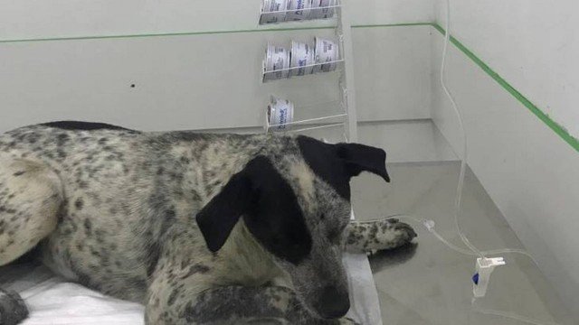 Caminhoneiro atira contra cachorra em SP e tenta subornar PMs para não ser preso