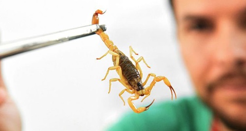 Saúde alerta para picadas  de escorpião neste verão