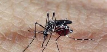 Dengue crescem 264% no Brasil  com 229 mil pacientes este ano