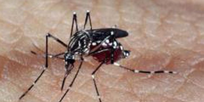 DF tem 31 mortes por dengue; casos suspeitos passam de 31 mil