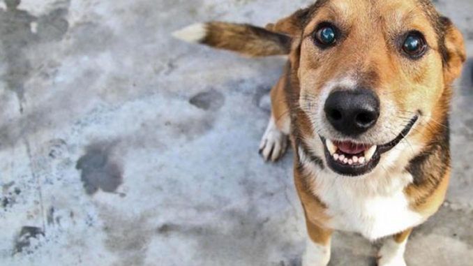 TopShopping realiza a 5ª Feira de Adoção de Cães
