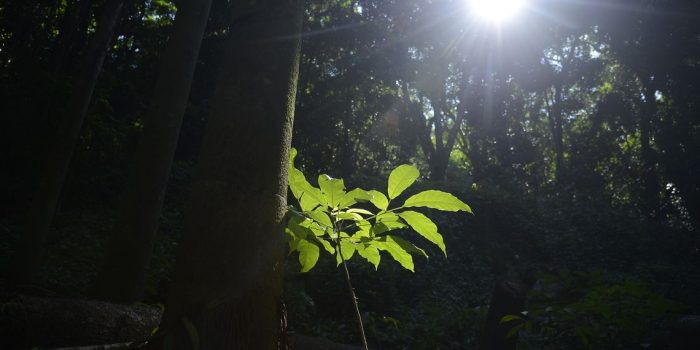 Rio de Janeiro lança plano de conservação da flora endêmica ameaçada