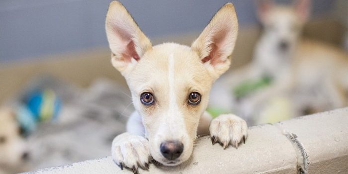 TopShopping promove 6ª Feira de Adoção de cães