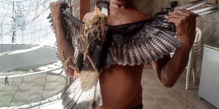 Morador de Moquetá encontra filhote de gavião ferido