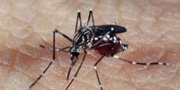 Número de casos de chikungunya cresce 297% em 2019