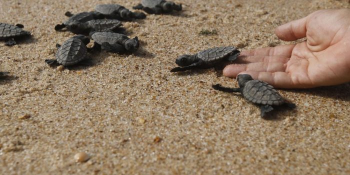 Pesca, plástico, aquecimento global e óleo são ameaças para tartarugas