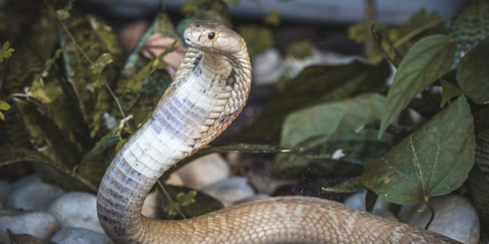 Serpentes apreendidas em Brasília já estão no Butantan