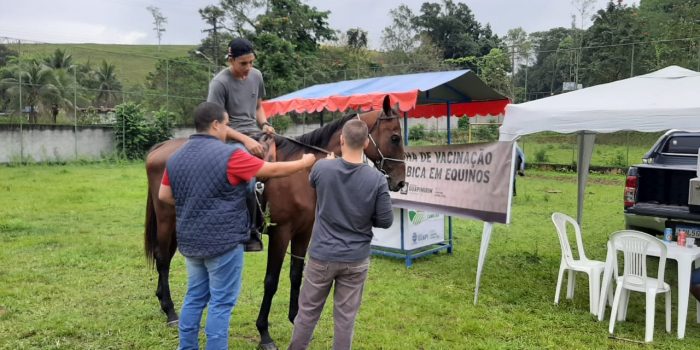 Prefeitura de Guapimirim vai realizar campanha antirrábica de equinos