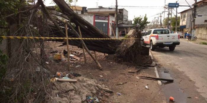 Ventania derruba cerca de 60 árvores em São Gonçalo