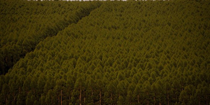 Florestas plantadas no Brasil somam 9,3 milhões de hectares em 2020