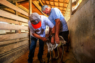 Belford Roxo vacina rebanhos de bovinos e de bubalinos