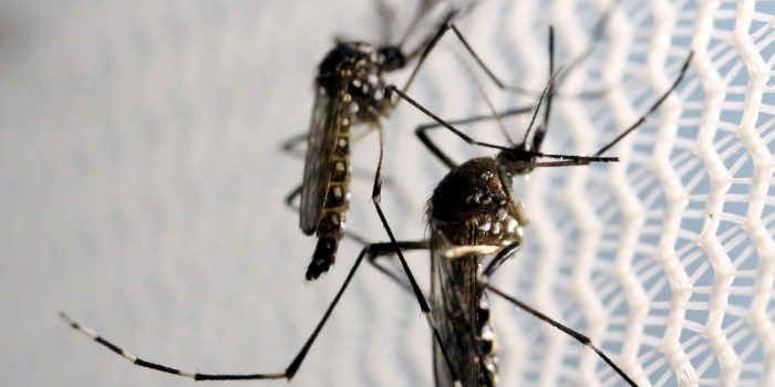 Dengue: alta de casos no Rio está dentro da normalidade