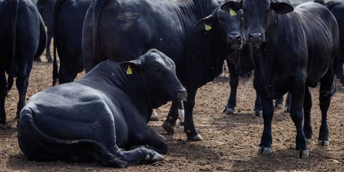 Rebanho bovino nacional teve aumento de 3,1% em 2021