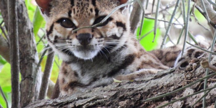 Espécie rara de felino ameaçada de extinção é avistada no norte do RJ