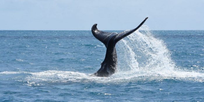 Censo aéreo confirma recuperação da população de baleias jubarte