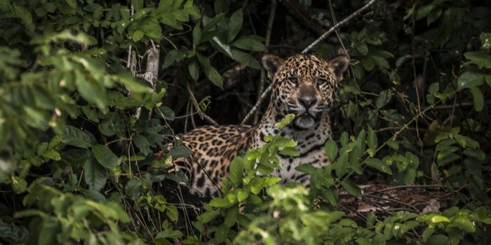 Amazônia: estudo mostra que onças estão em áreas ameaçadas pelo homem