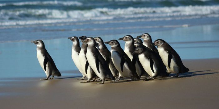 Rede de atendimento cuidará de pinguins resgatados na costa brasileira