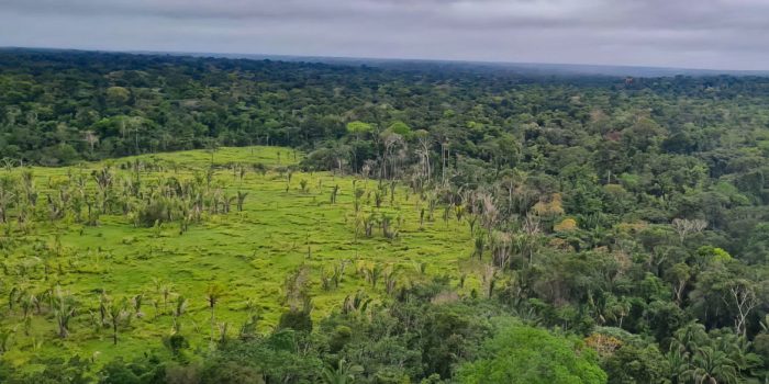 Perda de florestas tropicais primárias aumentou 15% no Brasil em 2022