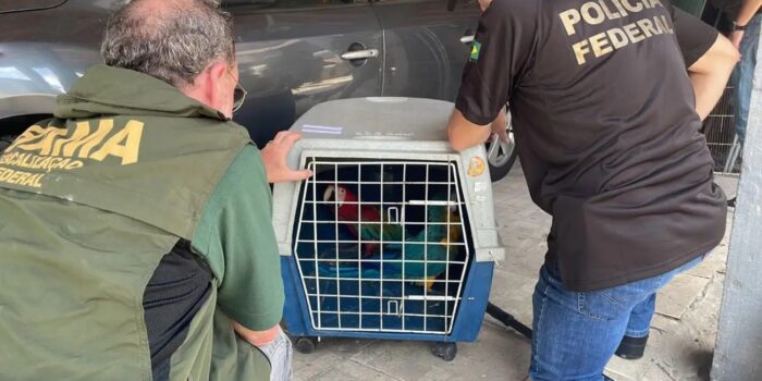 PF e IBAMA apreendem aves compradas ilegalmente no Rio de Janeiro