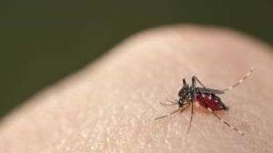 24 horas de proteção contra a dengue