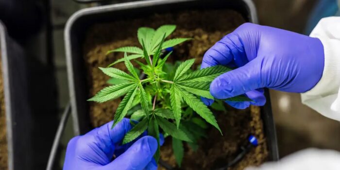 Anvisa defende manutenção de marco regulatório para cannabis medicinal