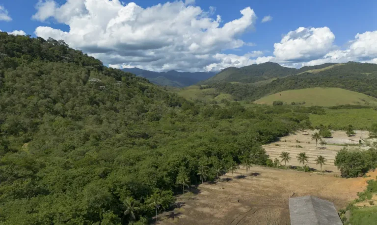Dia da árvore: Mata Atlântica perde 10 milhões de hectares em 41 anos